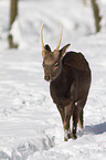 sika deer