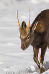 sika deer