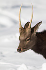 sika deer