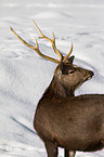 sika deer