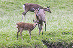 Sika deer