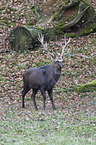 Sika deer