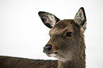 Sika deer