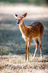 Sika deer