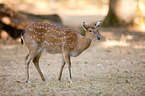 Sika deer