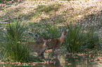 standing Sika Deer