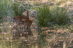 standing Sika Deer