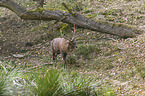 Sika Deer