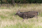 walking Sika Deer