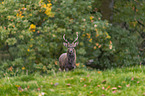 standing Sika Deer