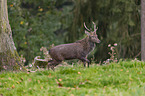 walking Sika Deer