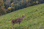 standing Sika Deer