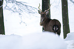 Sika deer