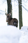 Sika deer