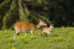 Sika deer