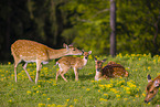 Sika deer