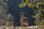 Sika hind in backlight