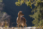 Sika hind in backlight