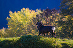 Sika deer