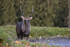 Sika deer