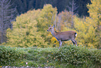 Sika deer