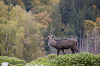 Sika deer