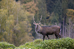 Sika deer