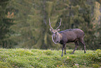 Sika deer