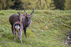 Sika deer