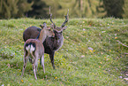 Sika deer