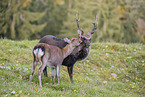 Sika deer