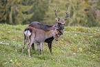 Sika deer