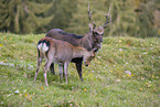 Sika deer