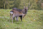 Sika deer