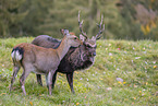 Sika deer