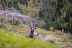 Sika deer