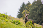 Sika deer