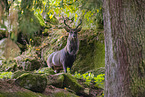 Sika deer