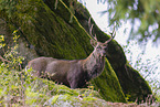 Sika deer