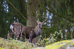 Sika deer