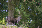 Sika deer