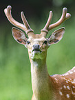 male Sika deer