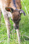 Sika calf