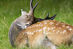 male Sika deer