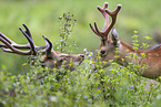 male Sika deer