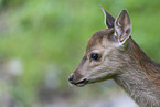 Sika calf