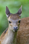 Sika calf