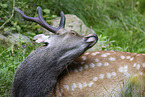 male Sika deer