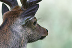 male Sika deer