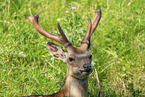 male Sika deer
